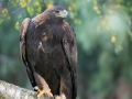 Steinadler (Aquila chrysaetos)