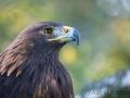 Steinadler (Aquila chrysaetos)