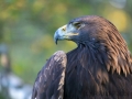 Steinadler (Aquila chrysaetos)