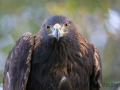 Steinadler (Aquila chrysaetos)