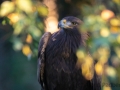 Steinadler (Aquila chrysaetos)