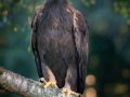 Steinadler (Aquila chrysaetos)