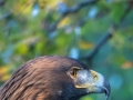 Steinadler (Aquila chrysaetos)