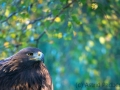 Steinadler (Aquila chrysaetos)