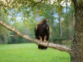 Steinadler (Aquila chrysaetos)