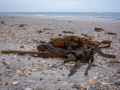 Kelp 