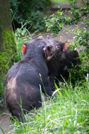 Zoo Duisburg Tasmanischer Teufel