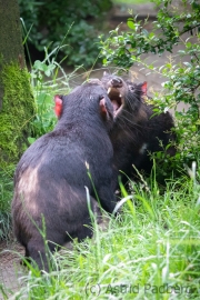 Zoo Duisburg Tasmanischer Teufel