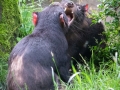 Zoo Duisburg Tasmanischer Teufel