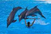 Loro Parque, Delphineshow