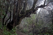 Organos Höhenweg, Baranco Madre de Agua