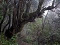 Organos Höhenweg, Baranco Madre de Agua