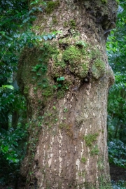 Löwe im Baum, Terra Nostra Garden