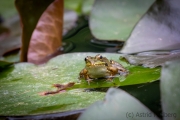 Teichfrosch