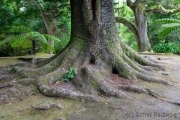 Terra Nostra Garden