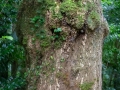 Löwe im Baum, Terra Nostra Garden