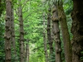 Terra Nostra Garden