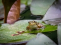 Teichfrosch