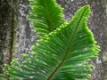 Terra Nostra Garden