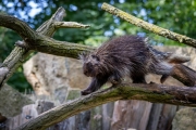 Nordamerikanischer Baumstachler