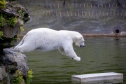 Eisbär