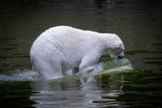 Eisbär