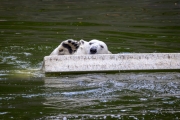 Eisbär