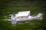 Eisbär