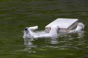 Eisbär