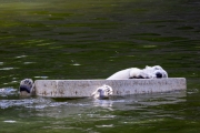 Eisbär