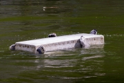 Eisbär