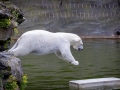 Eisbär