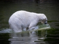 Eisbär