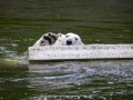 Eisbär