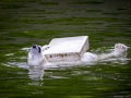 Eisbär