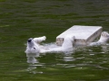 Eisbär