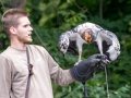 koenigsgeier_20240618_R4505-Verbessert-RR_web