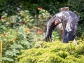 koenigsgeier_20240618_R4528-Verbessert-RR_web