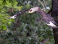 schopfkarakara_20240618_R4399-Verbessert-RR_web