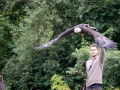 weisskopfseeadler_20240618_R4434-Verbessert-RR_web