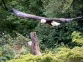weisskopfseeadler_20240618_R4437-Verbessert-RR_web