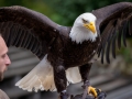 weisskopfseeadler_20240618_R4442-Verbessert-RR_web