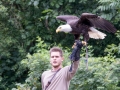 weisskopfseeadler_20240618_R4430-Verbessert-RR_web