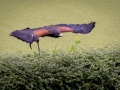 wuestenbussard_20240618_R4340-Verbessert-RR_web