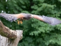 wuestenbussard_20240618_R4365-Verbessert-RR_web