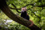 Roter Panda
