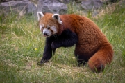 Roter Panda