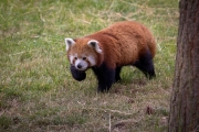 Roter Panda
