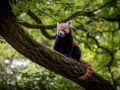 Roter Panda