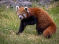Roter Panda